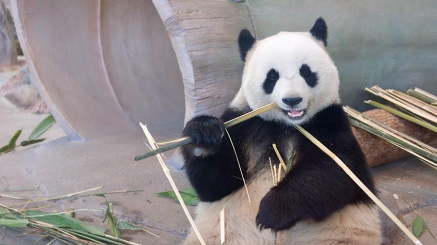 Giant pandas have a good time at Yueyang Zhonghua Giant Panda Garden in C China's Hunan