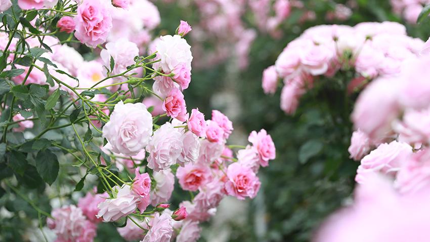 SW China's Yunnan launches over 1,000 new varieties of China roses with Chinese styles