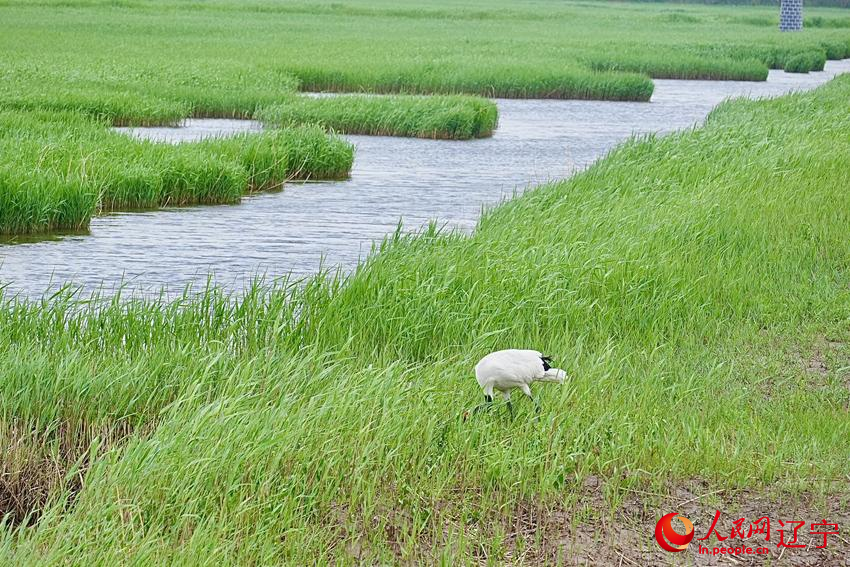 Daling River estuary in NE China's Liaoning home to nearly 100 bird species