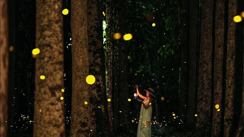 Fireflies put on spectacular light show at Xishuangbanna Tropical Botanical Garden, SW China's Yunnan