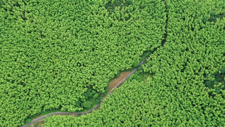 Chinese town taps bamboo to fuel eco-friendly manufacturing