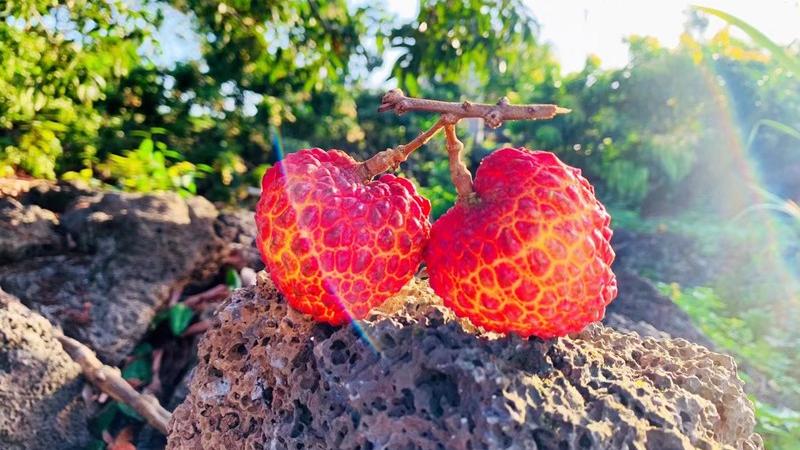 Haikou's volcanic lychees drive record sales, global demand