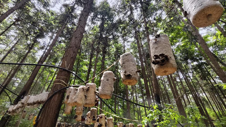 Forests fuel economic growth in Guangchang, E China's Jiangxi