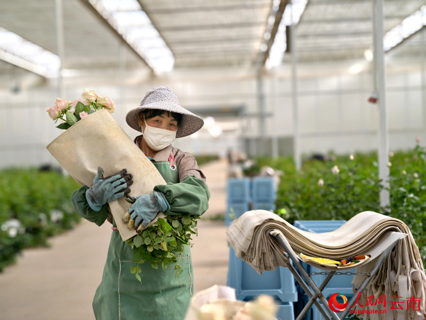 Fresh-cut flowers boost farmers' incomes in SW China's Yunnan