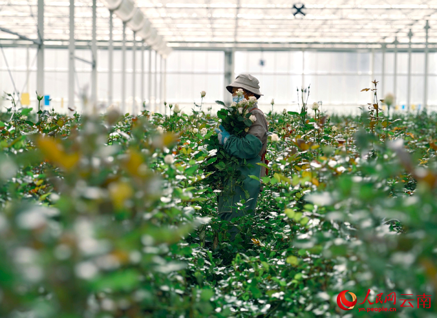Fresh-cut flowers boost farmers' incomes in SW China's Yunnan