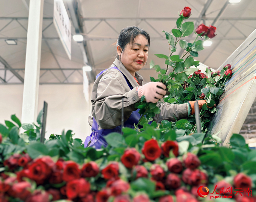 Fresh-cut flowers boost farmers' incomes in SW China's Yunnan