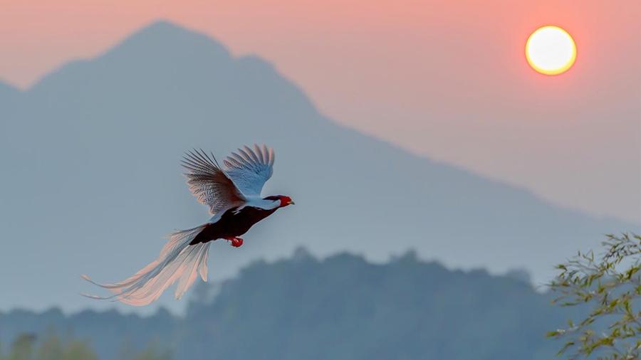 Birdwatching spurs economic growth in China
