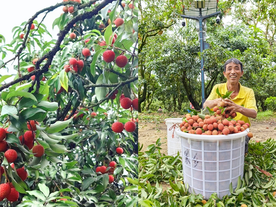 Farmers embrace bumper lychee harvest in Maoming, S China's Guangdong