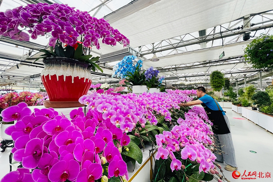Beijing Flower Trading Center blooms into economic, cultural hub