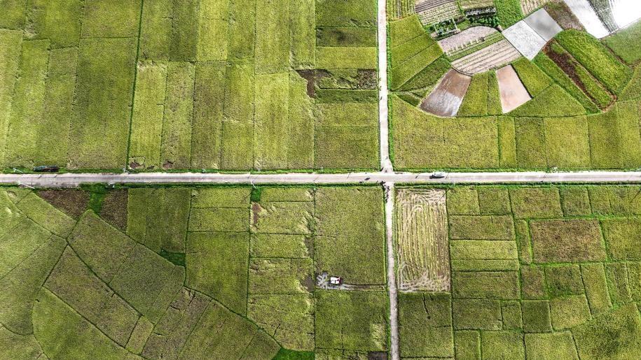Early rice harvest in full swing in Qinzhou City, China's Guangxi