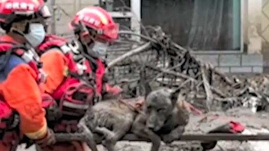 Dog rescued after 30 hours in flood debris