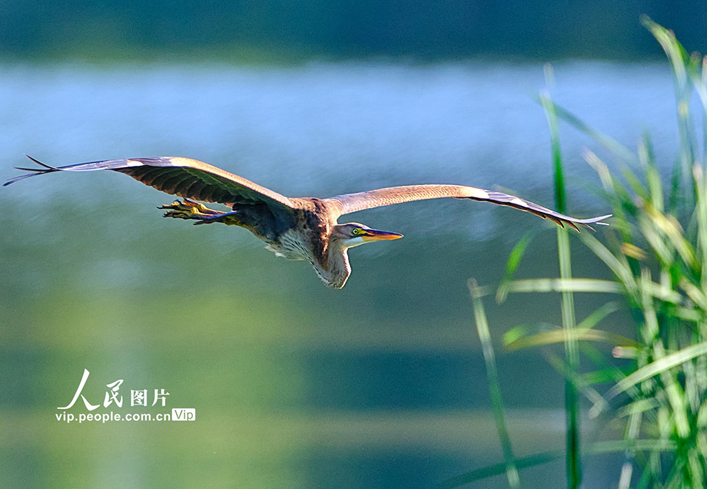Ecology in action: Beijing's Changping district home to a variety of bird species
