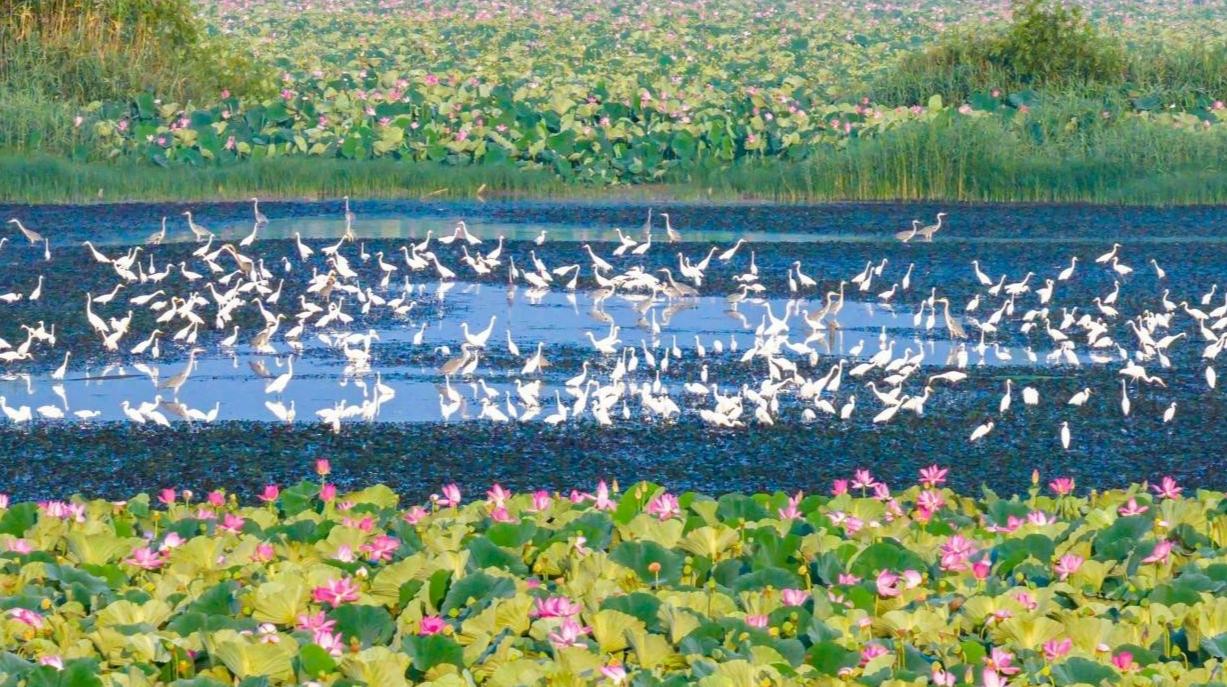 China's role, insights in building clean, beautiful world