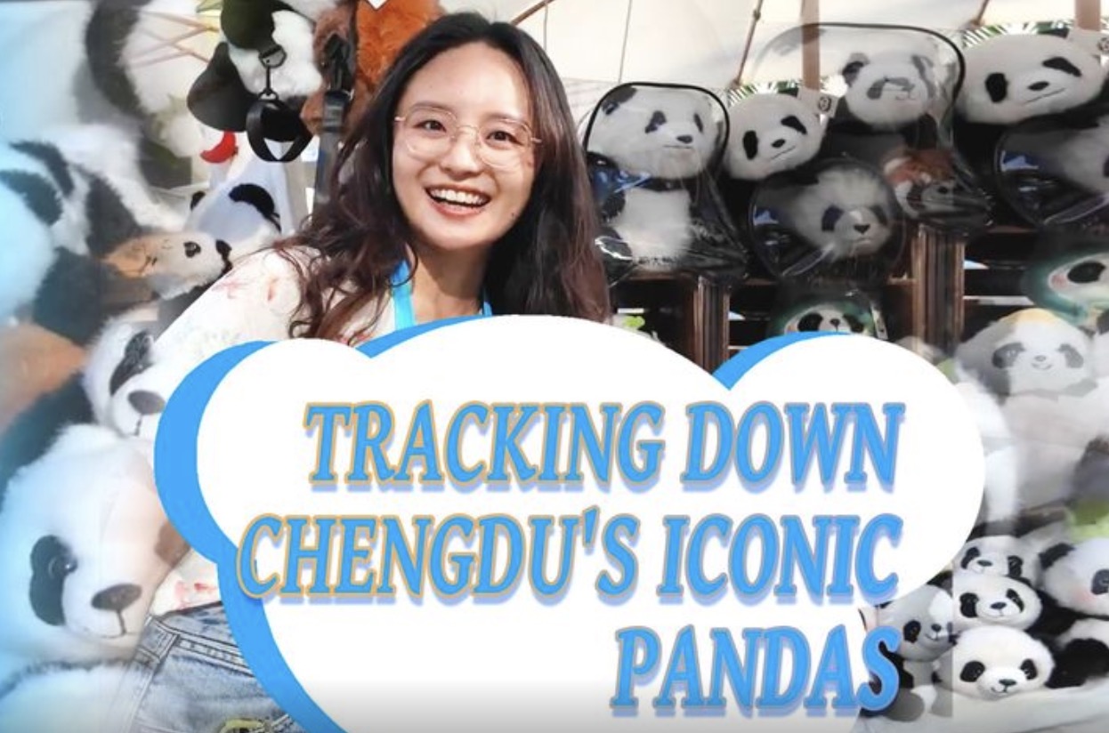 Tracking down Chengdu's iconic pandas