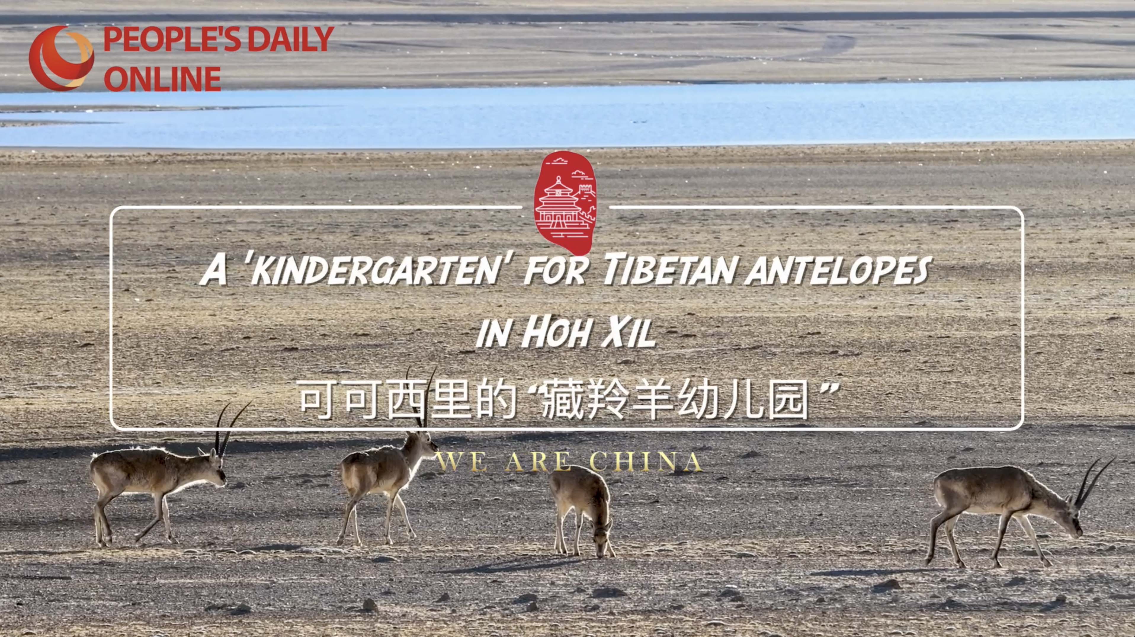 Stories of High-Quality Development | A 'kindergarten' for Tibetan antelopes in Hoh Xil