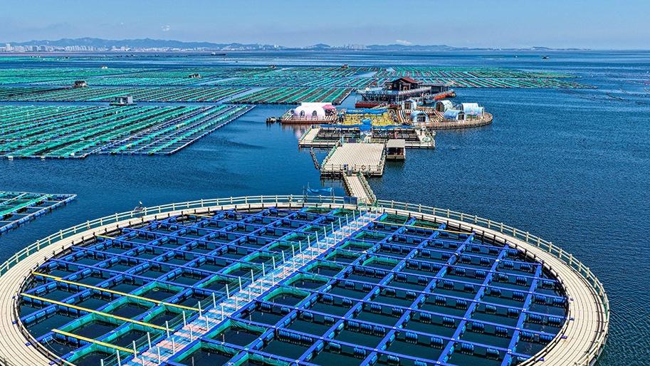 Tourists rush to marine ranche in E China's Shandong