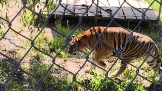 Sneaky tiger pranks sleeping friend!