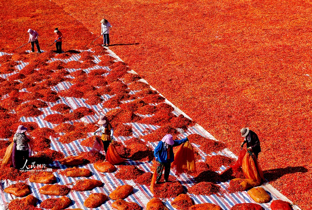 Farmers sun-dry red chili peppers in Bozhou, E China's Anhui