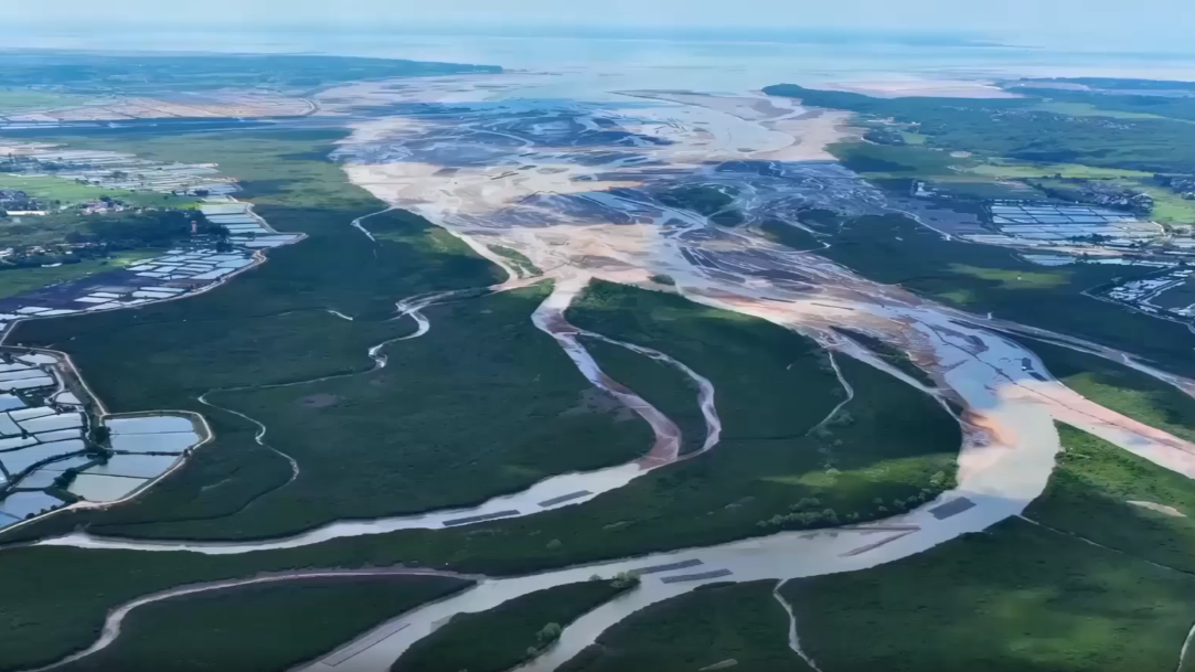 Alliance in the mangroves