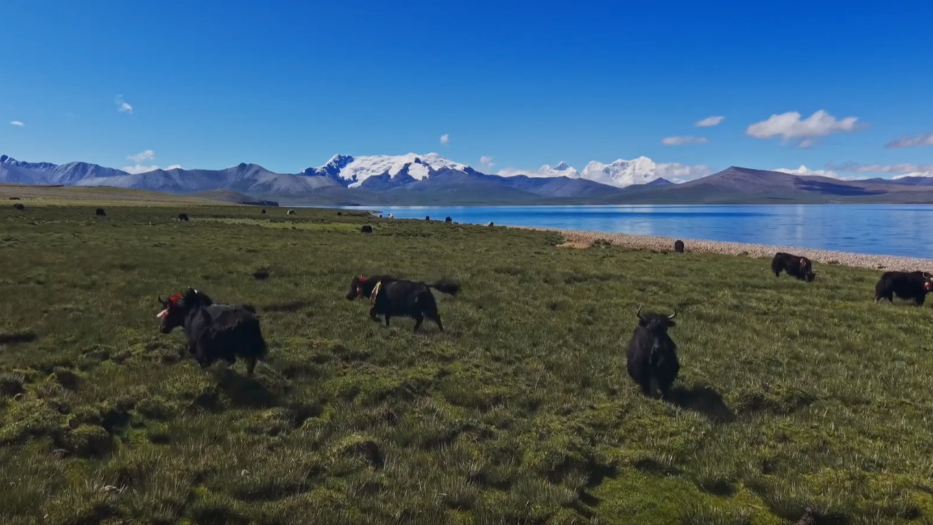 Vibrant Xizang: The grace of grass