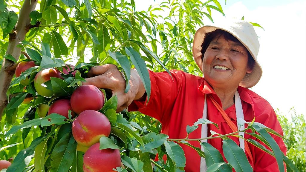 Autumn harvest underway across China