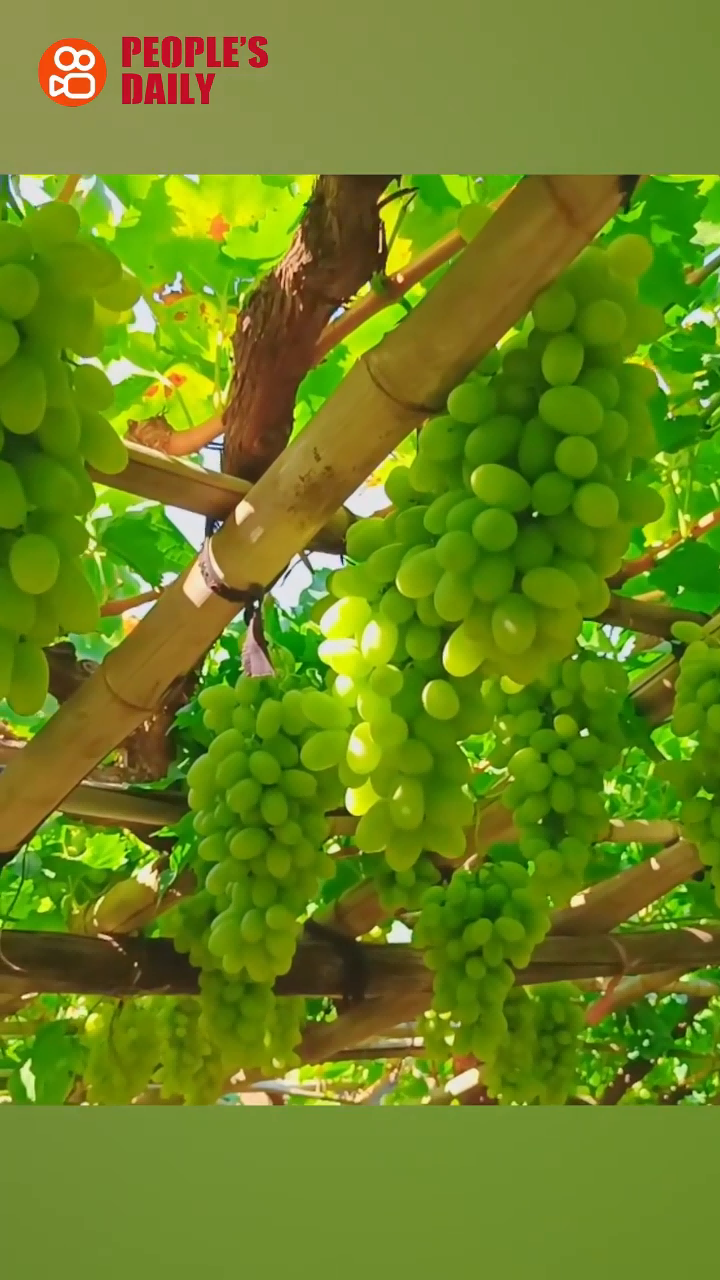 Trending in China | Vine to table: Xuanhua milk grapes