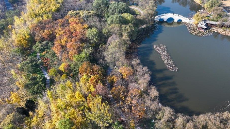 Autumn scenery of forest park in Tianjin