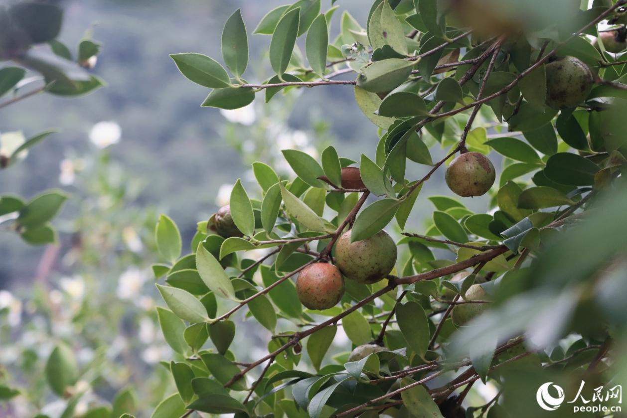 Tea-oil camellia harvest in full swing in SE China's Fujian