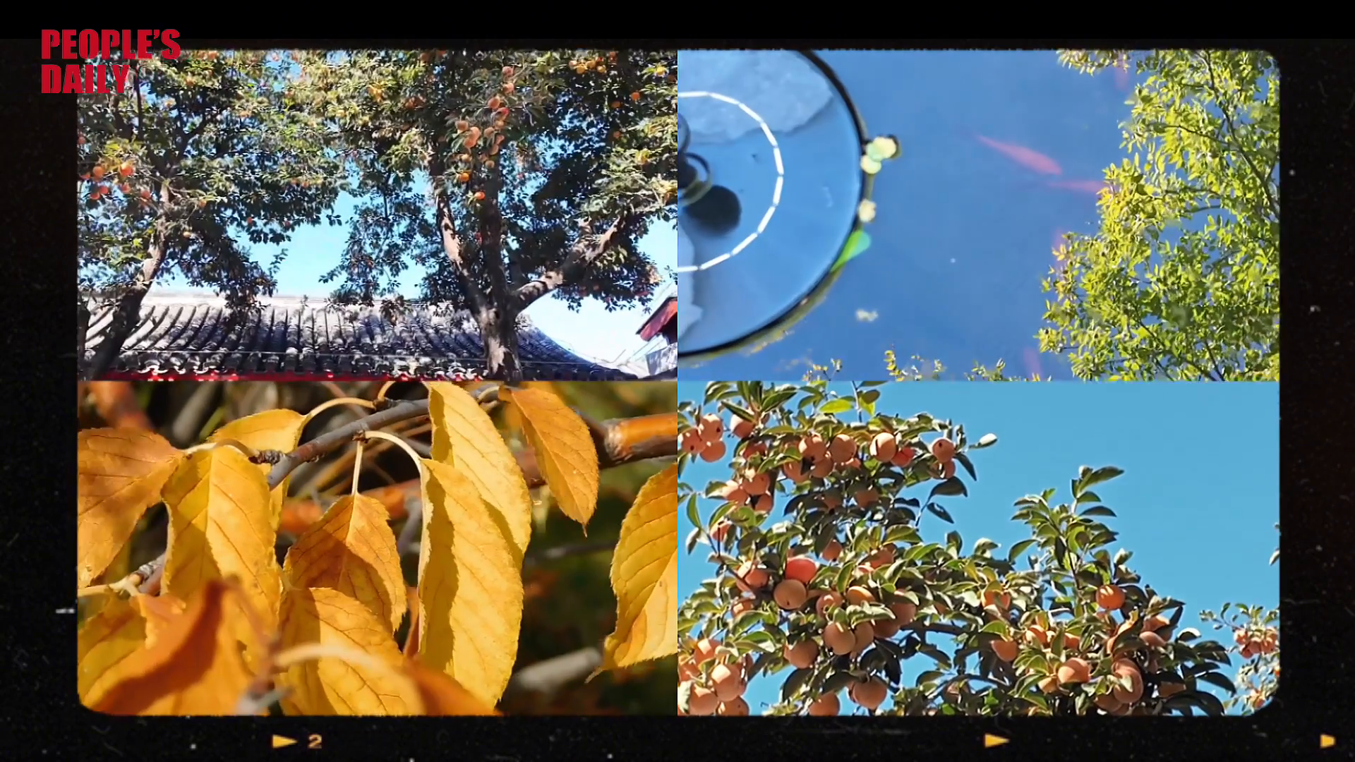 China Everything Vlog | A walk through Lao She's old Beijing home: the courtyard of persimmon trees