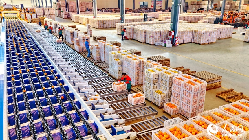 Smart fruit sorting boosts navel orange sales in E China's Jiangxi