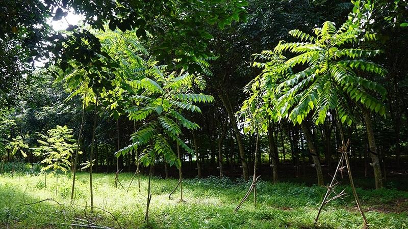 Xishuangbanna in SW China's Yunnan builds distinctive modern agricultural system