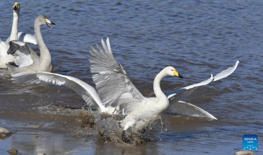 Swans rest in Qingshui River at Miyun Reservoir basin in Beijing