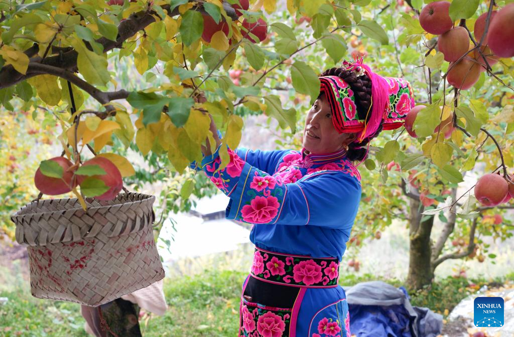 Apple orchards enter harvest season in Anxiang Village, Sichuan