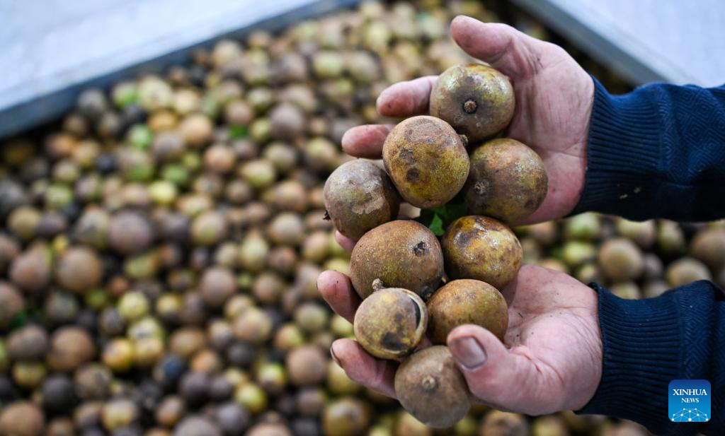 Baisha Li Autonomous County in China's Hainan boosts economy with industrial crops